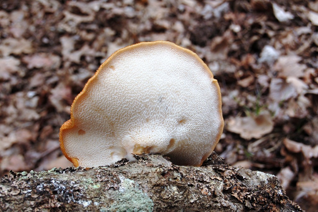 Giornata a San Rossore.